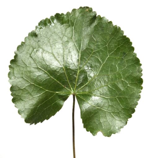 Galax Leaf