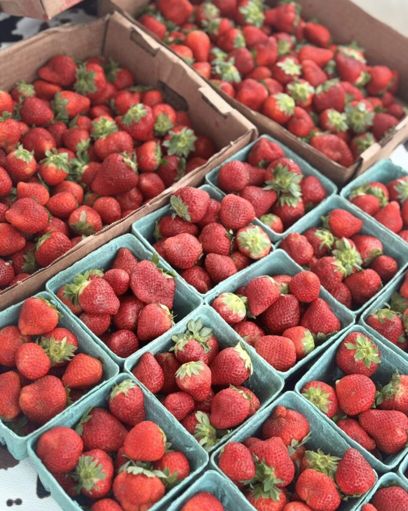 Freshly picked strawberries