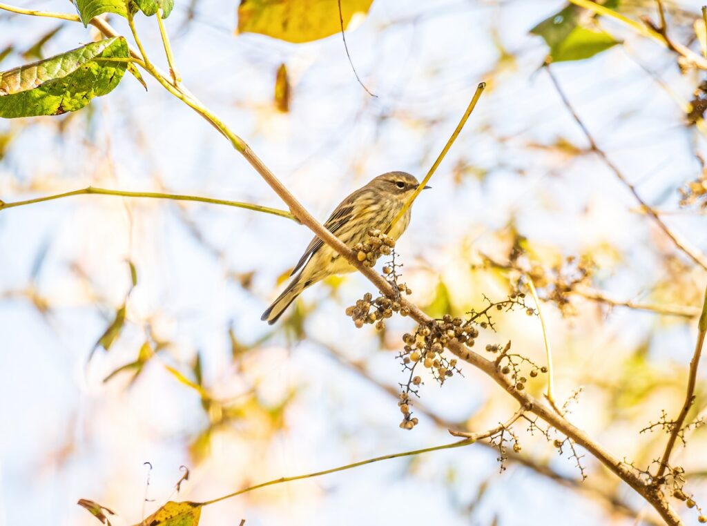 Migrating warbler perched on a branch during a during a Blue Ridge Photography outing in Galax, Virginia.