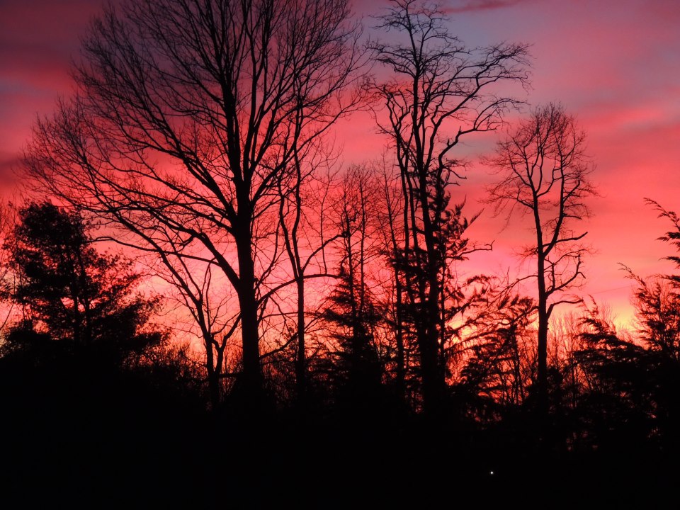 Bare winter trees silhouetted against a vivid pink and violet sunset.