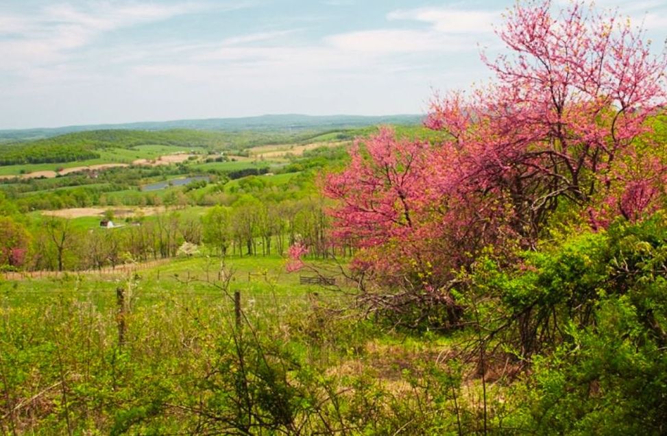 Galax Scenic Loop overlook facing the Carolina Piedmont in spring